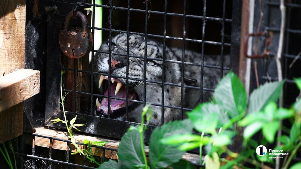 Челябинский зоопарк экстренно закрыли из‑за подозрительного предмета