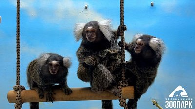 В Челябинском зоопарке у пары игрунок родилась двойня