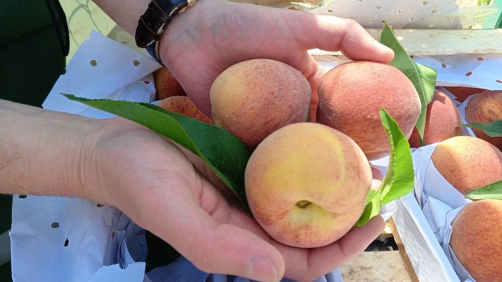 Еще 21 тонна персиков, прибывших в Челябинск из Таджикистана, заражена плодожоркой