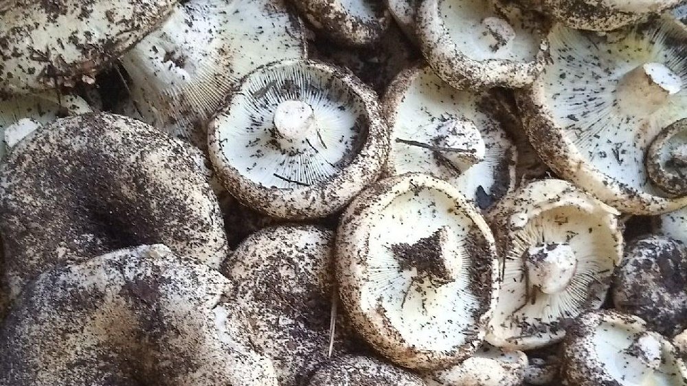 Грибной сезон в Челябинской области в самом разгаре