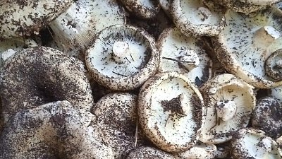 Грибной сезон в Челябинской области в самом разгаре