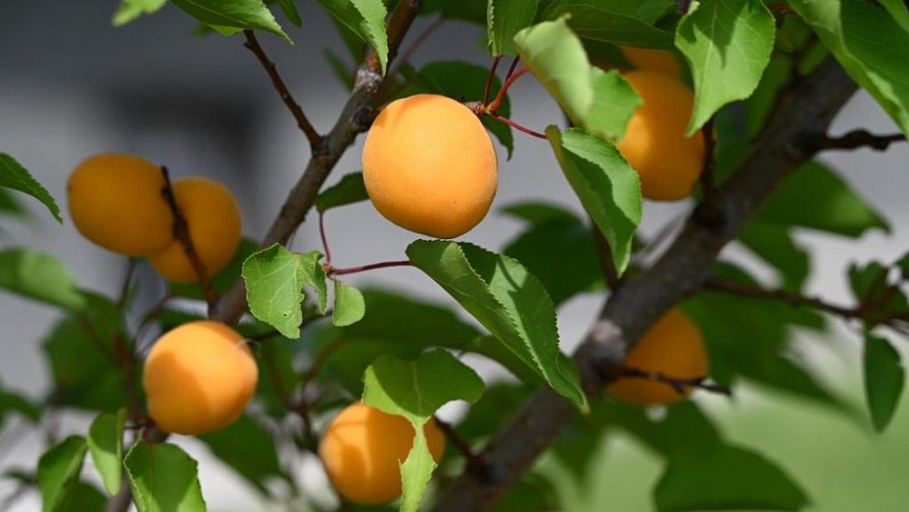 В Челябинске абрикосовые деревья у здания областного архива покрылись плодами