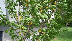 В Челябинске абрикосовые деревья у здания областного архива покрылись плодами