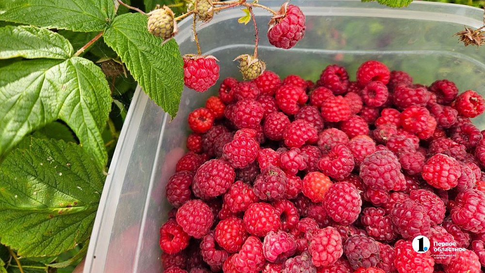 Сколько стоят садовые малина, вишня и смородина в Челябинске и пригороде