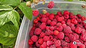 Сколько стоят садовые малина, вишня и смородина в Челябинске и пригороде