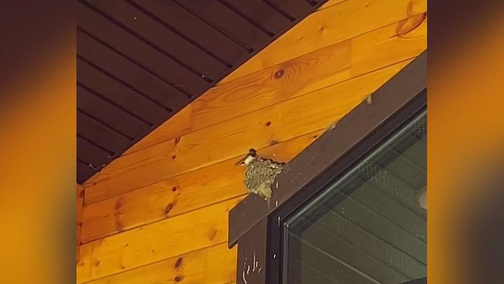 Семейство ласточек обосновалось в экоцентре нацпарка «Зигальга»