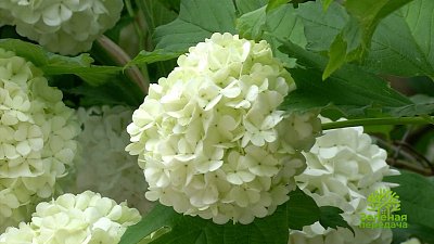 В новом выпуске «Зеленой передачи» расскажут о сохранении урожая томатов