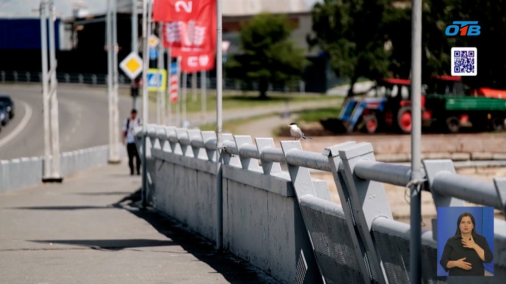 Крачки атакуют челябинцев на мосту