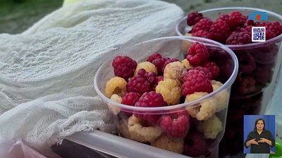 Южноуральские садоводы предлагают щедрый урожай