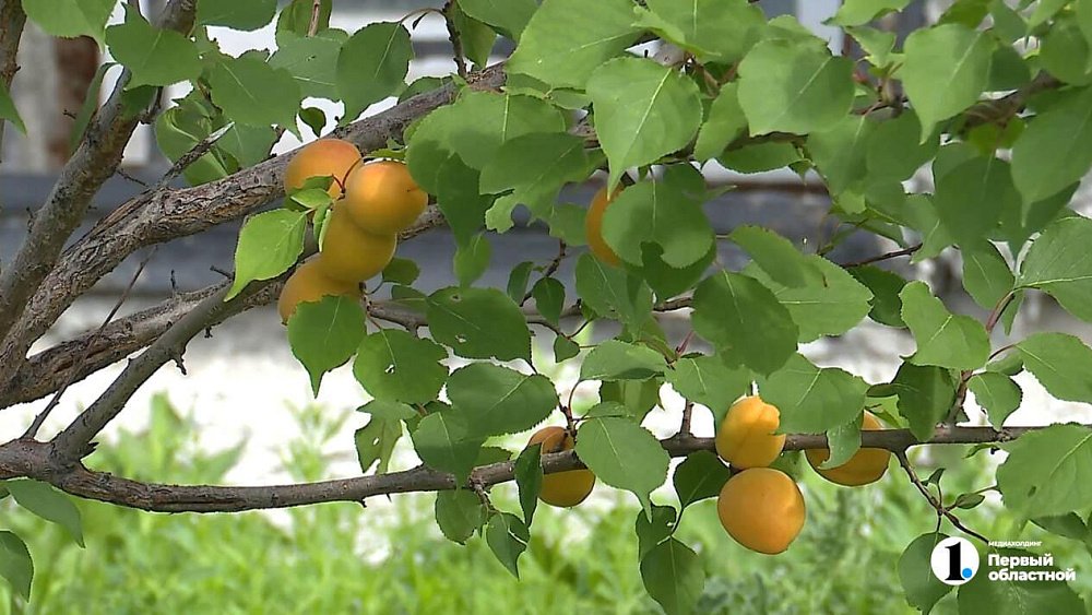 Сотрудники челябинского областного архива собрали первый урожай абрикосов