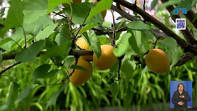 В Челябинске возле областного архива плодоносят абрикосы