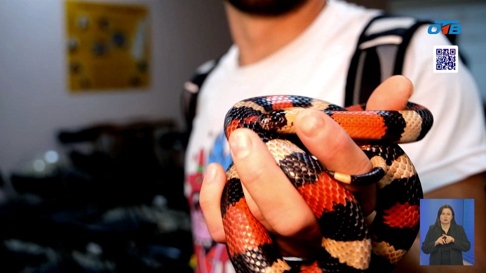 В Миассе прошла лекция о змеях Южного Урала