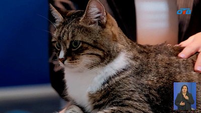 Штаб общественной поддержки приютил кошку бойца СВО