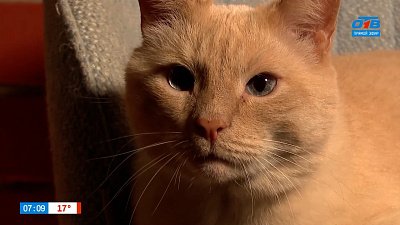 Как посадить питомца на диету? — в рубрике «Усы, лапы и хвост»