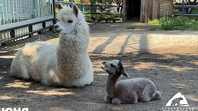 В челябинском зоопарке родился малыш альпака