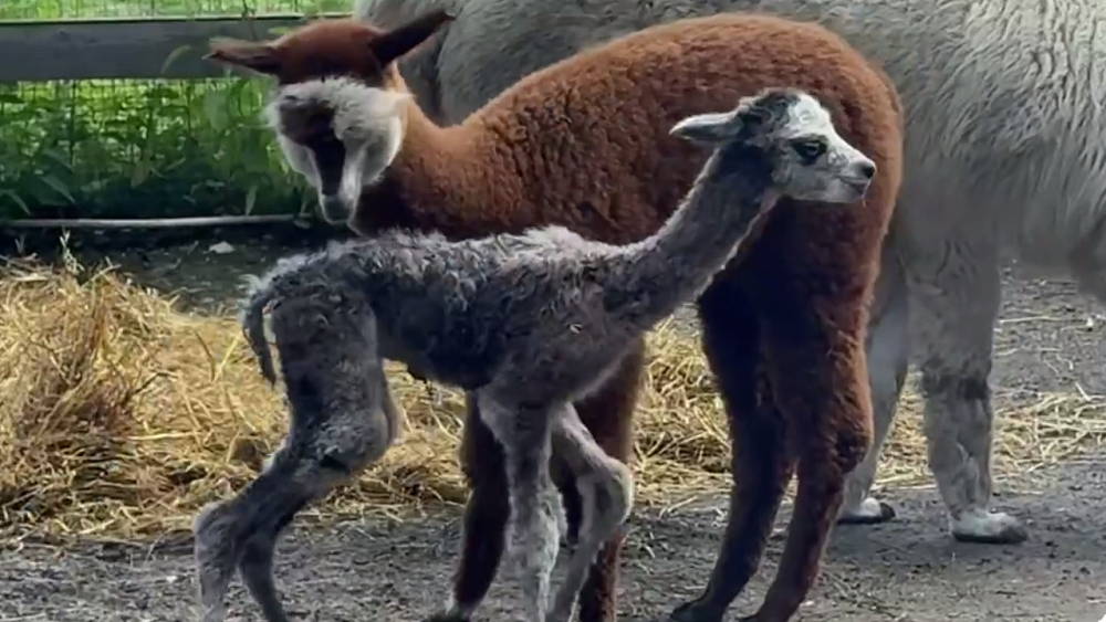 В Челябинском зоопарке родилась еще одна альпака