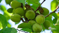 В Челябинской области студенты со всего Урала учатся выращивать фрукты и ягоды