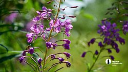 В Челябинской области студенты со всего Урала учатся выращивать фрукты и ягоды