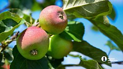 В Челябинской области студенты со всего Урала учатся выращивать фрукты и ягоды