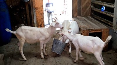 Фермер из села Тыелга решил проблему утилизации отходов животноводства