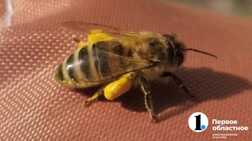 Что делать, если ребенка укусила пчела, оса или мошка