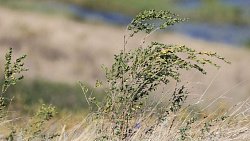 В Челябинской области завершился девятый фестиваль «Пламя Аркаима»