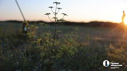 В Челябинской области завершился девятый фестиваль «Пламя Аркаима»