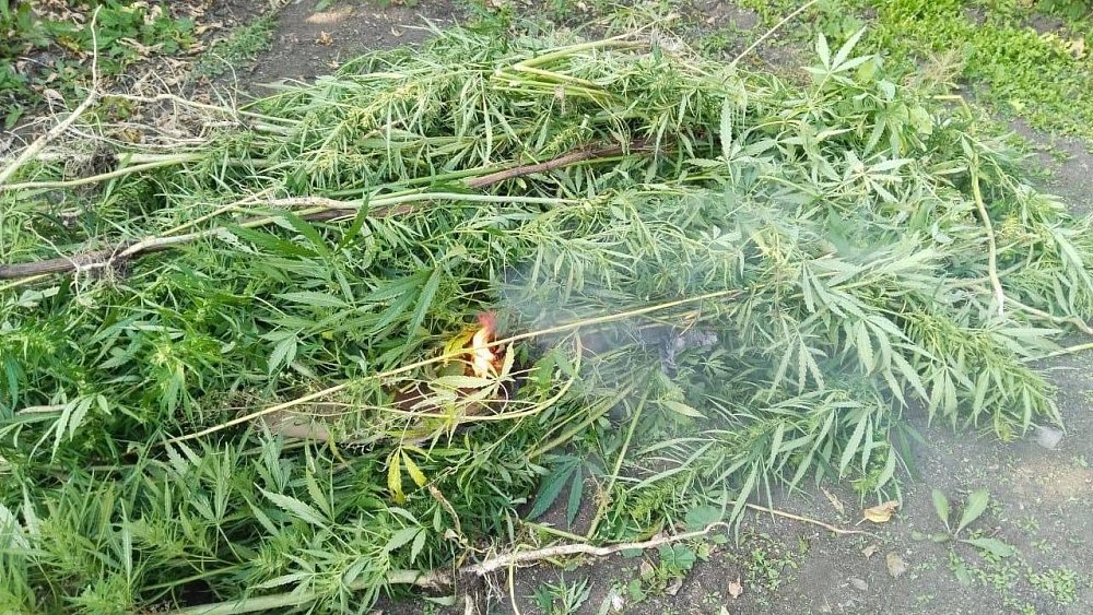 Более 40 полян с маком и марихуаной ликвидировали южноуральские полицейские