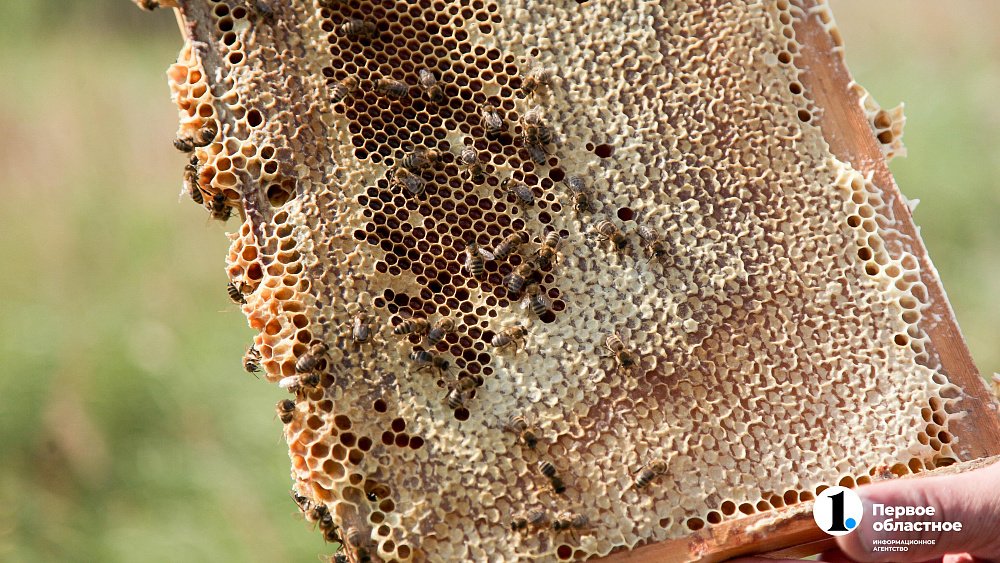 Эксперт видит причину гибели пчел в применении пестицидов