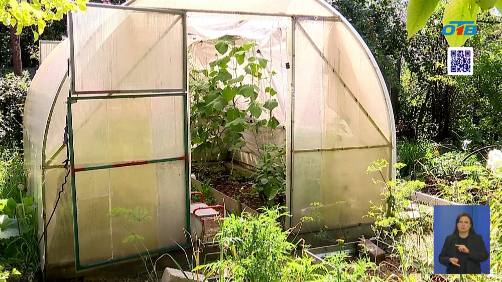 В День огурца раскрываем пользу и рецепт идеальных солений