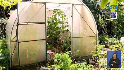 В День огурца раскрываем пользу и рецепт идеальных солений