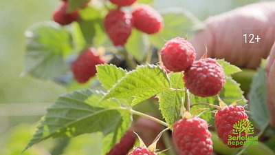 Правила ухода за ремонтантной малиной