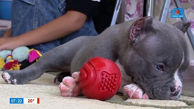 Американский булли в рубрике «Усы, лапы и хвост»