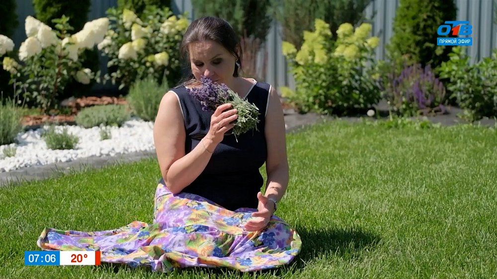 Секреты ароматных цветов и эффектных сухоцветов в сюжете «Лаванда»