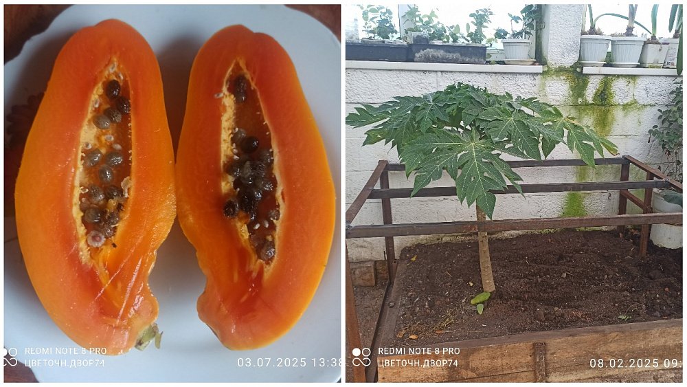 На Южном Урале вырастили папайю