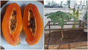 На Южном Урале вырастили папайю