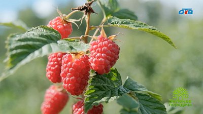 В «Зеленой передаче» обсудили важные дела в июле: от сбора урожая до борьбы с вредителями