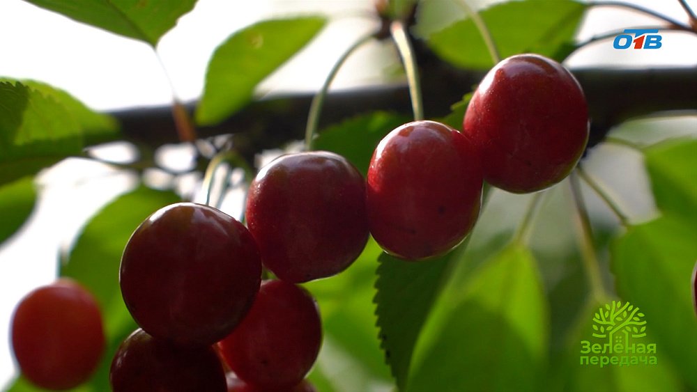 На Южном Урале можно вырастить прекрасный урожай черешни