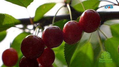 На Южном Урале можно вырастить прекрасный урожай черешни