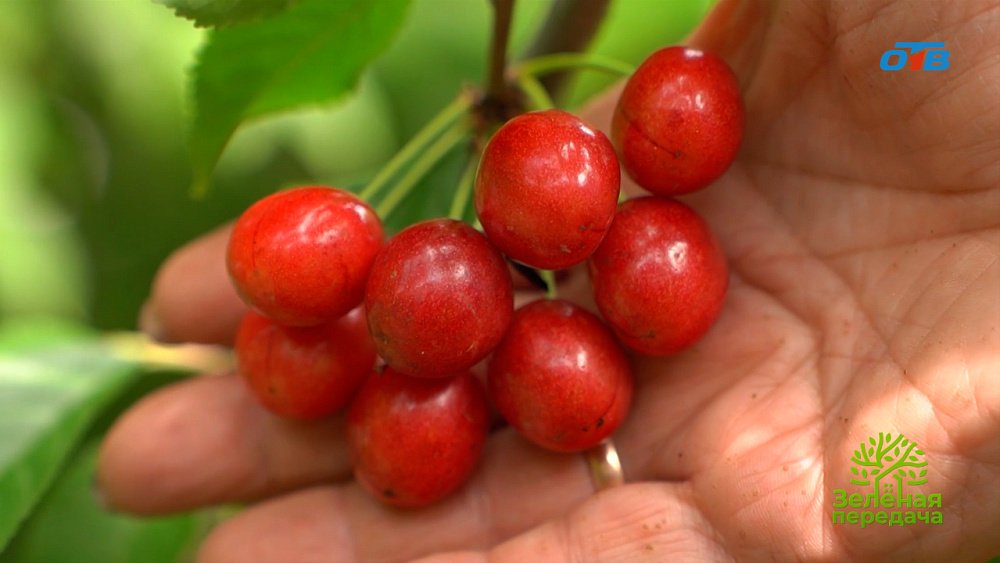 Южноуральцы могут выращивать на своих участках дюки