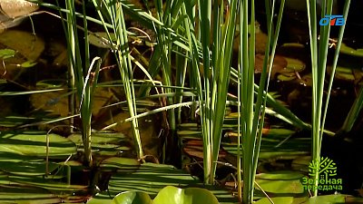 Как подобрать растения для водоемов на садовых участках?