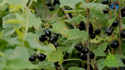 Анатолий Попов рассказал о сортах черной смородины с крупными и сладкими ягодами
