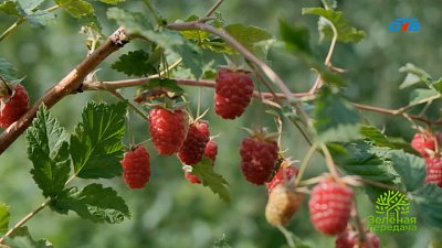 Правильный и грамотный уход за ремонтантной малиной