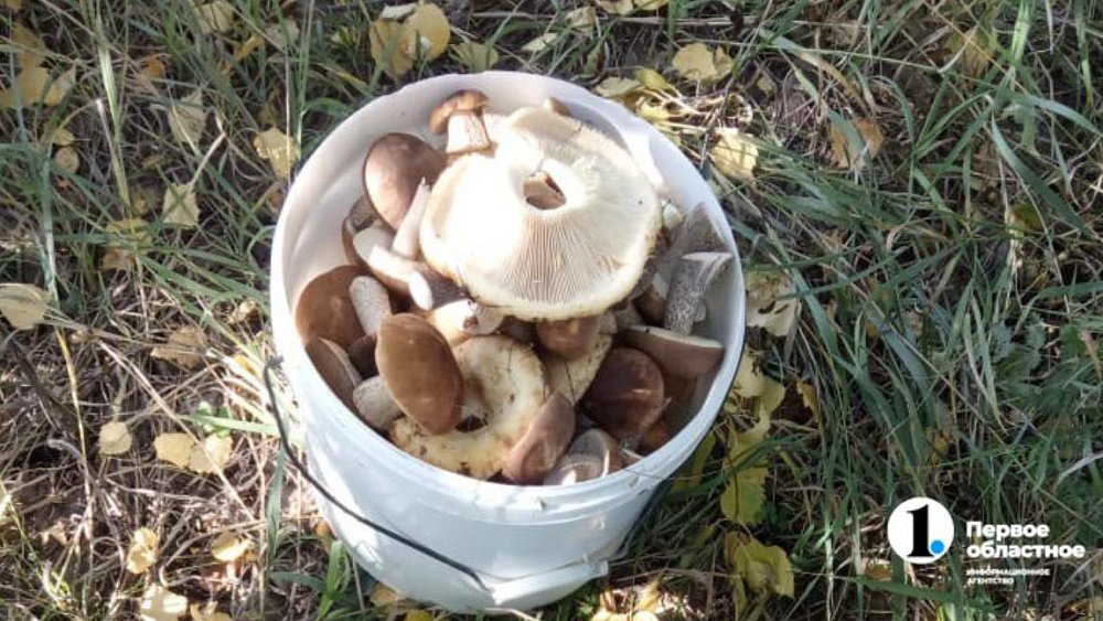 Грибными местами в Челябинской области поделились южноуральцы