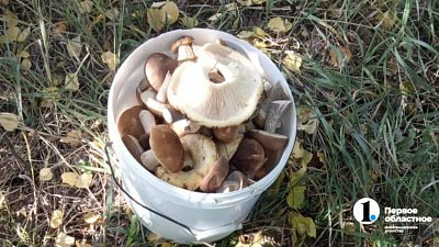 Грибными местами в Челябинской области поделились южноуральцы