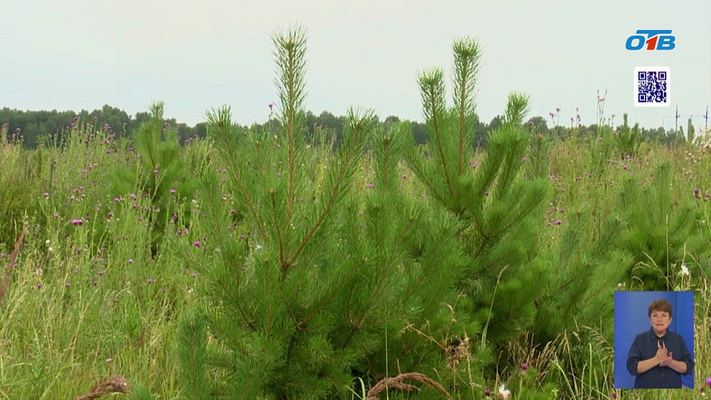 ЧМК проверил ход озеленения