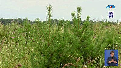 ЧМК проверил ход озеленения