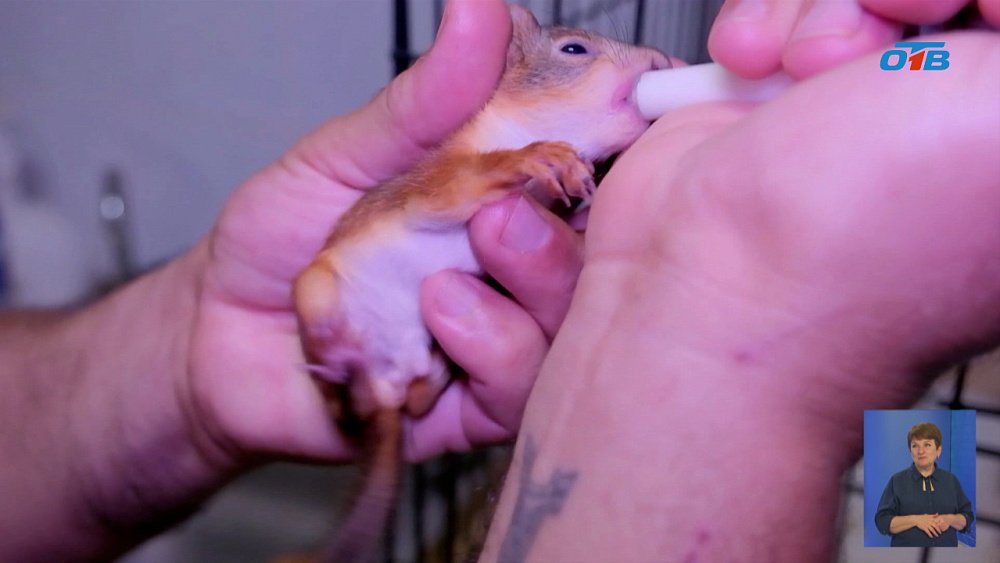 В Челябинской области кошка «усыновила» новорожденного бельчонка