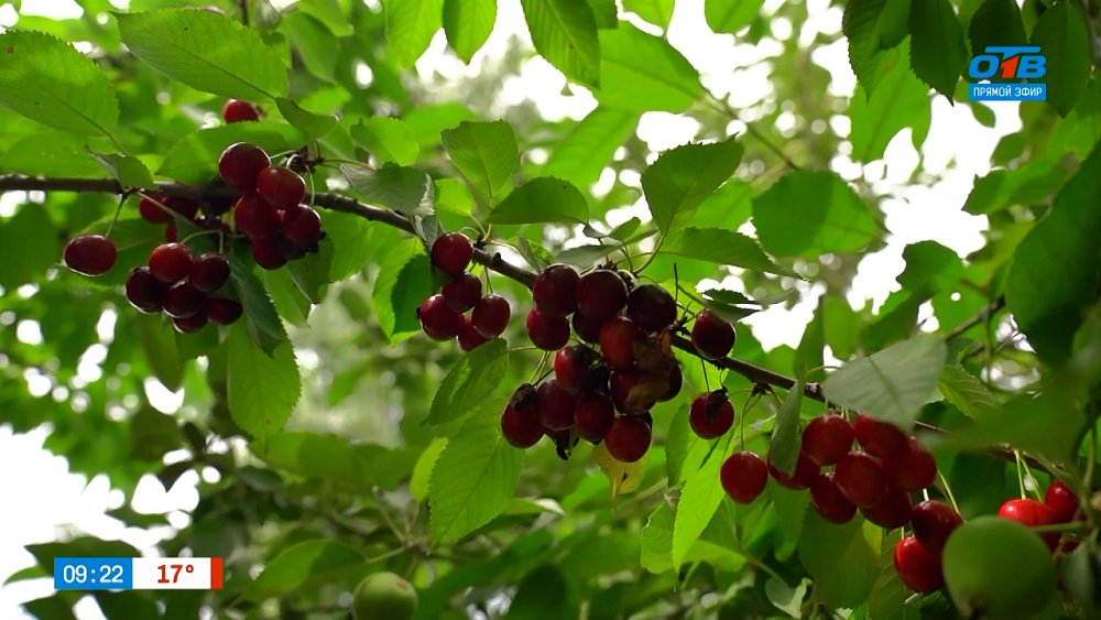 Черешню — в каждый сад! Советы по ее выращиванию в рубрике «Руки садовода»