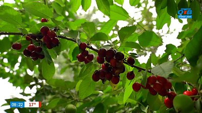 Черешню — в каждый сад! Советы по ее выращиванию в рубрике «Руки садовода»